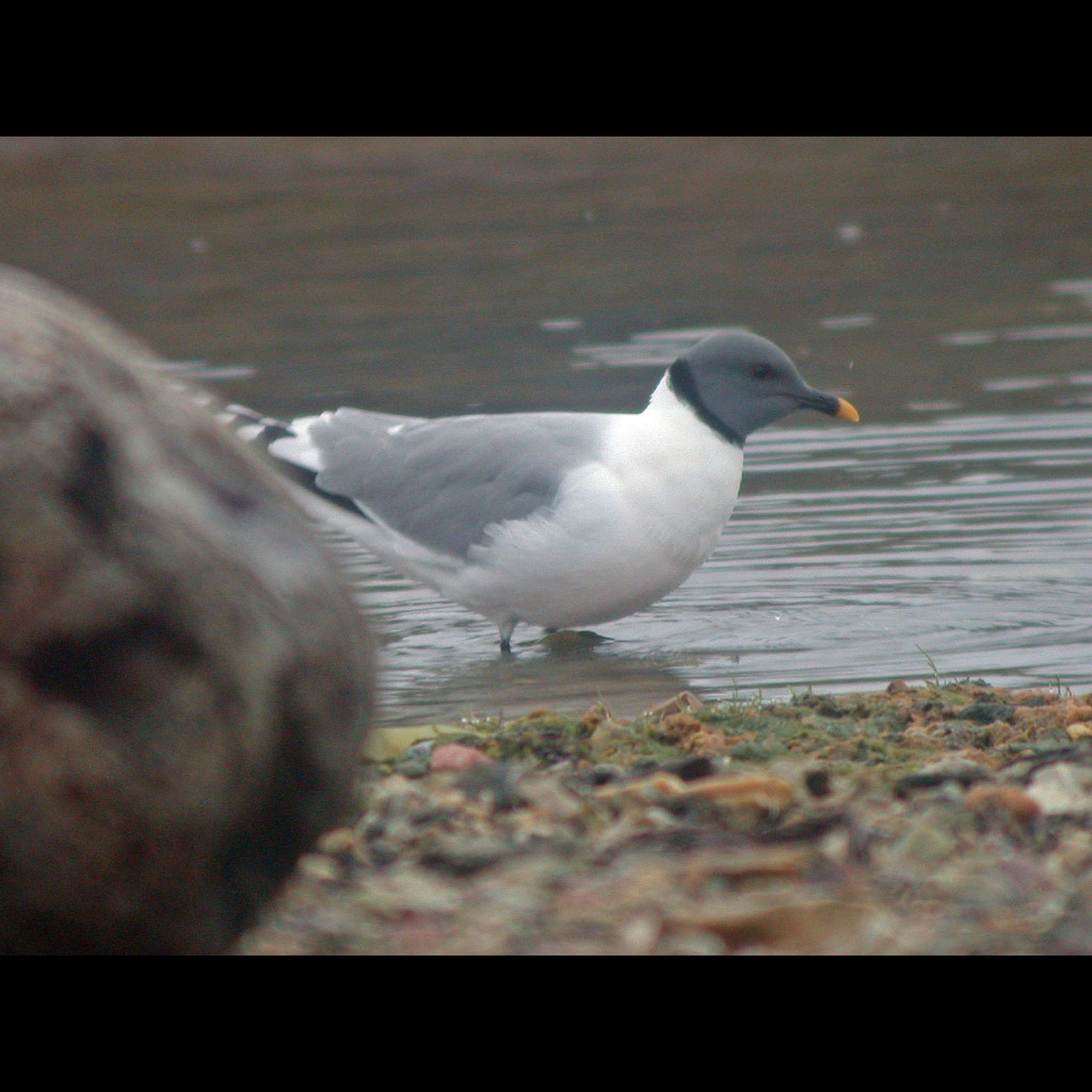 Sabine's Gull