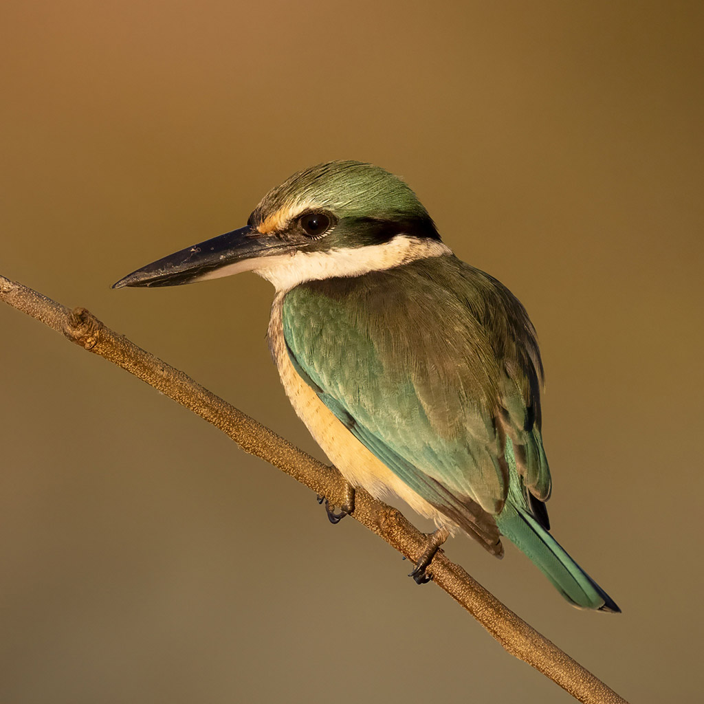 Sacred Kingfisher