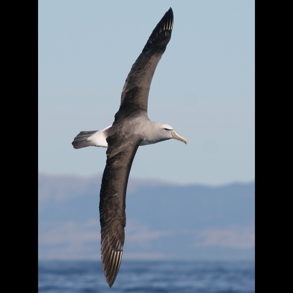 Salvin's Albatross