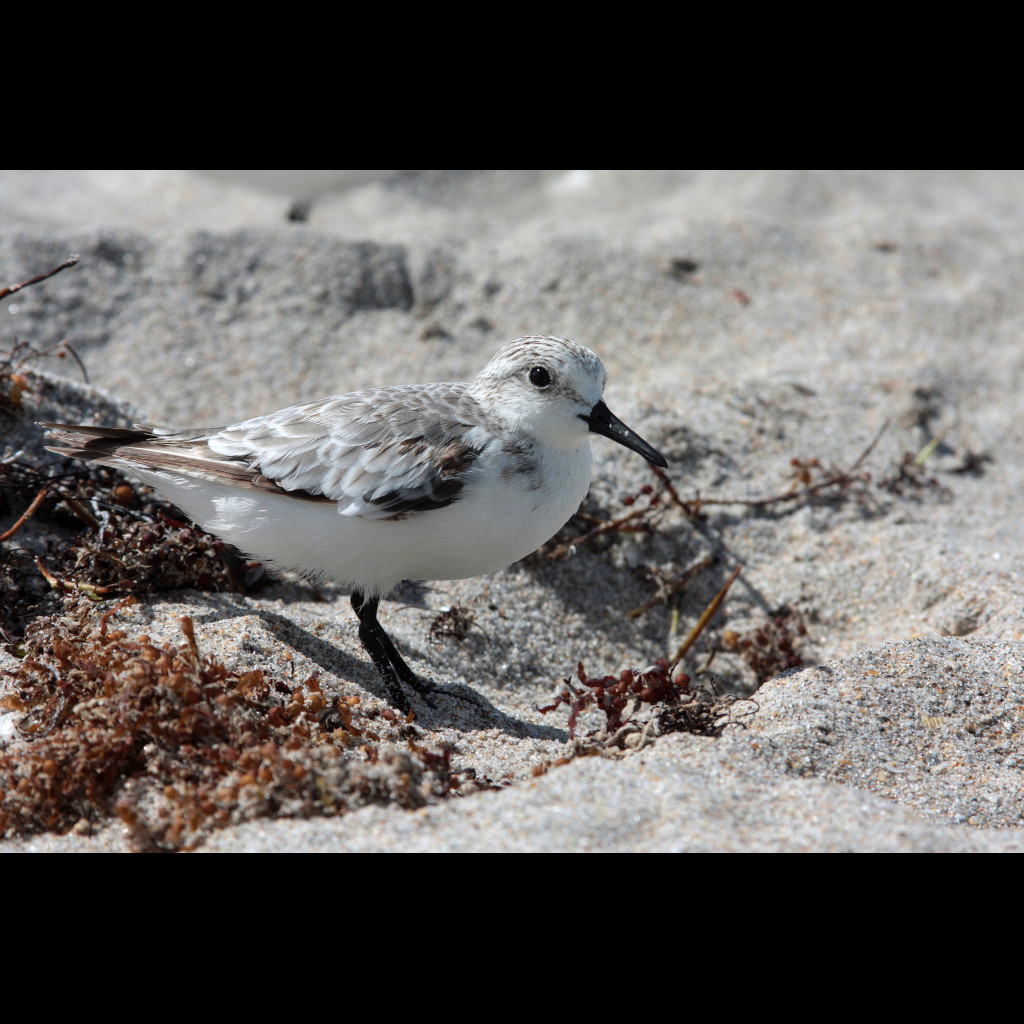 Sanderling