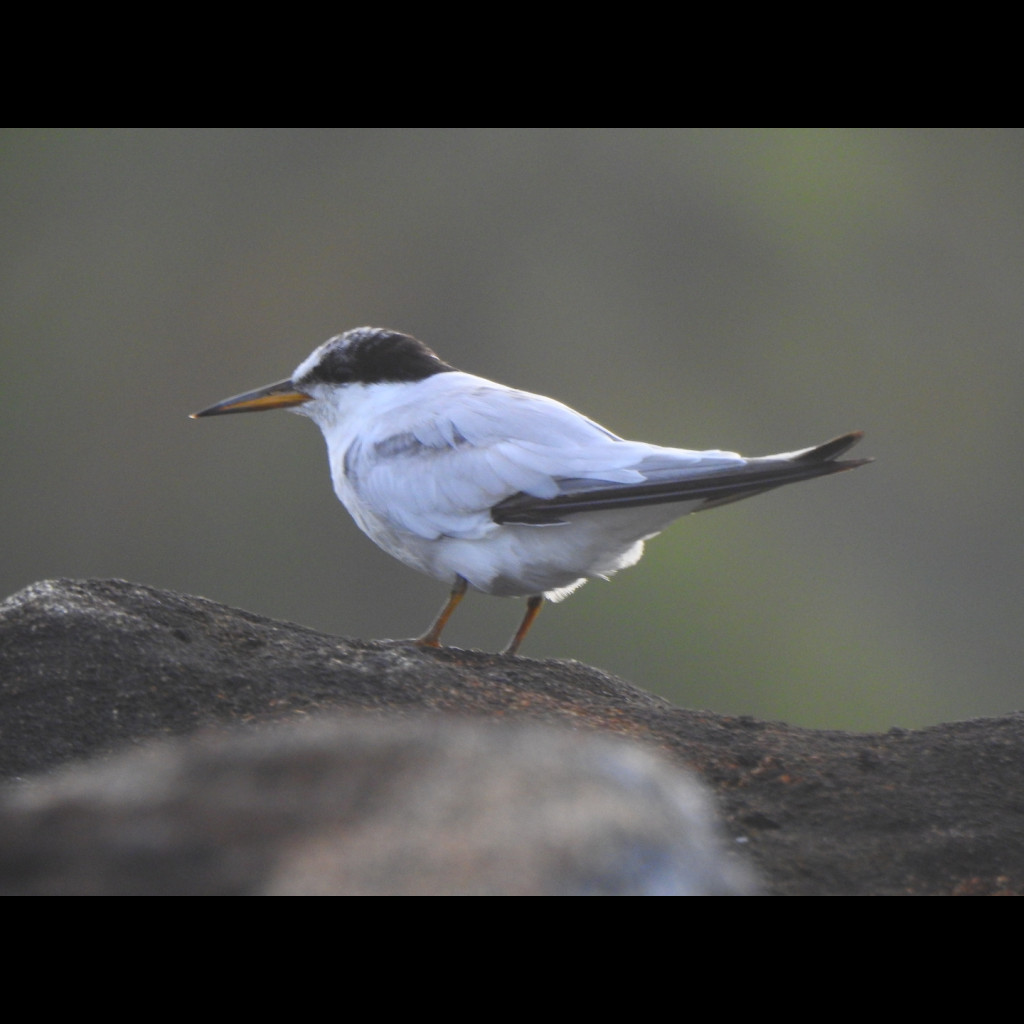 Saunders's Tern