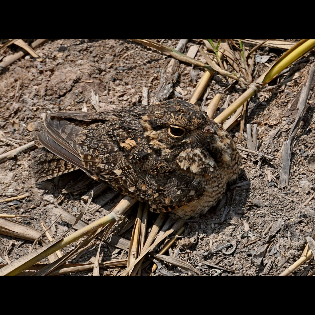 Savanna Nightjar