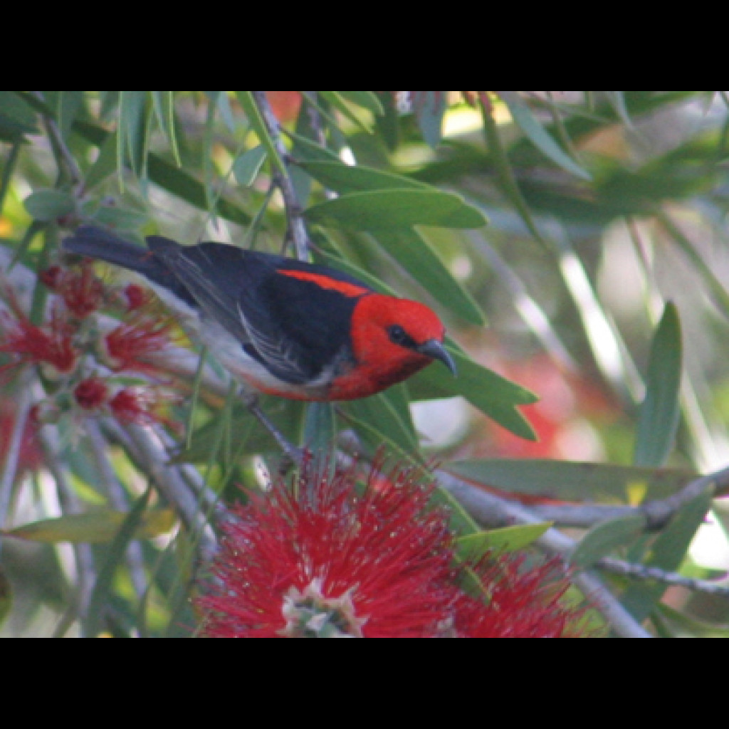 Scarlet Honeyeater