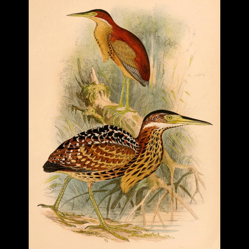 Schrenck's Bittern