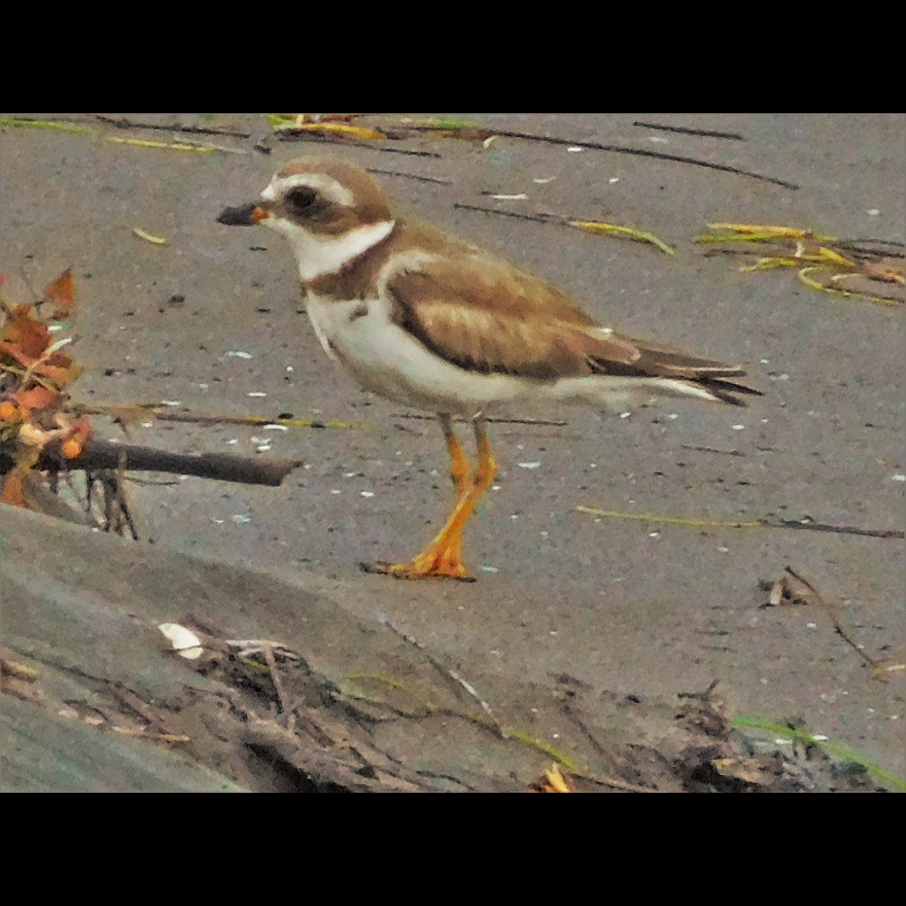 Semipalmated Plover