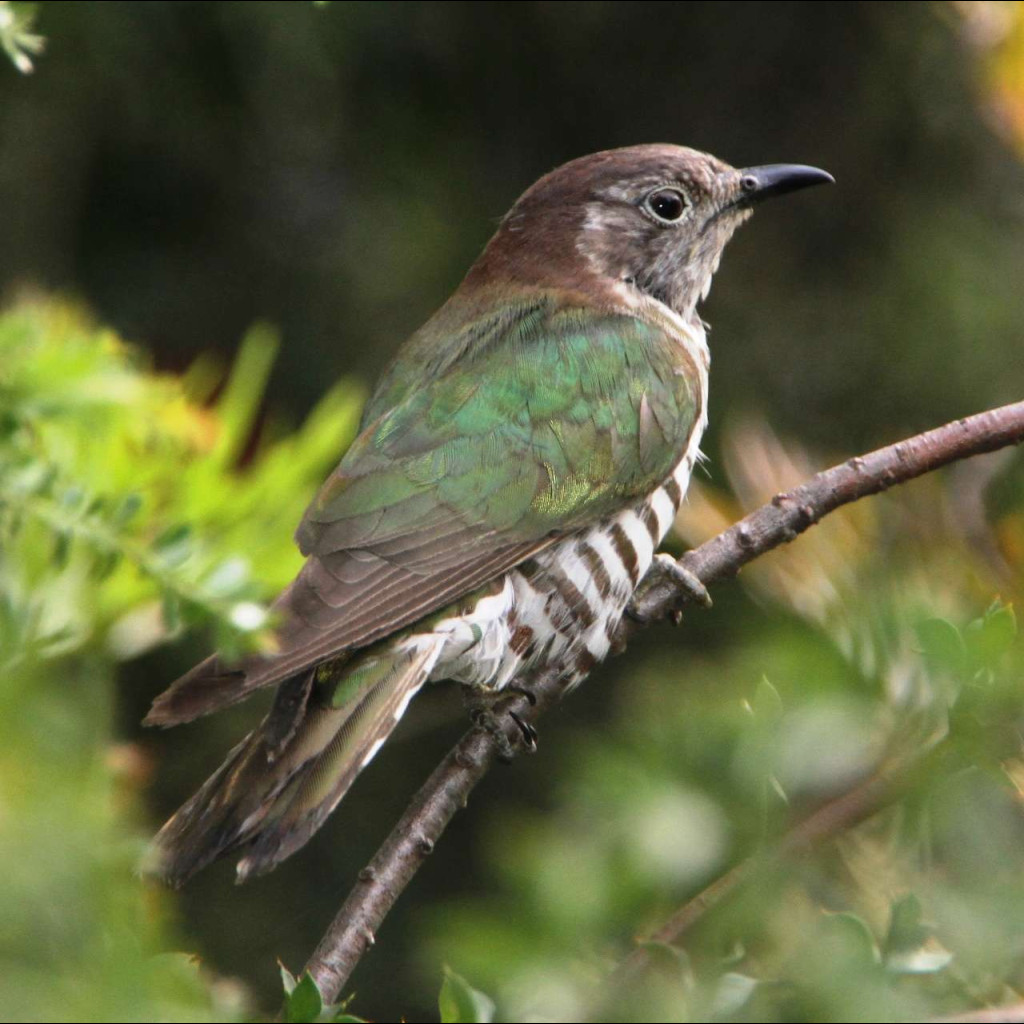 Shining Bronze-Cuckoo