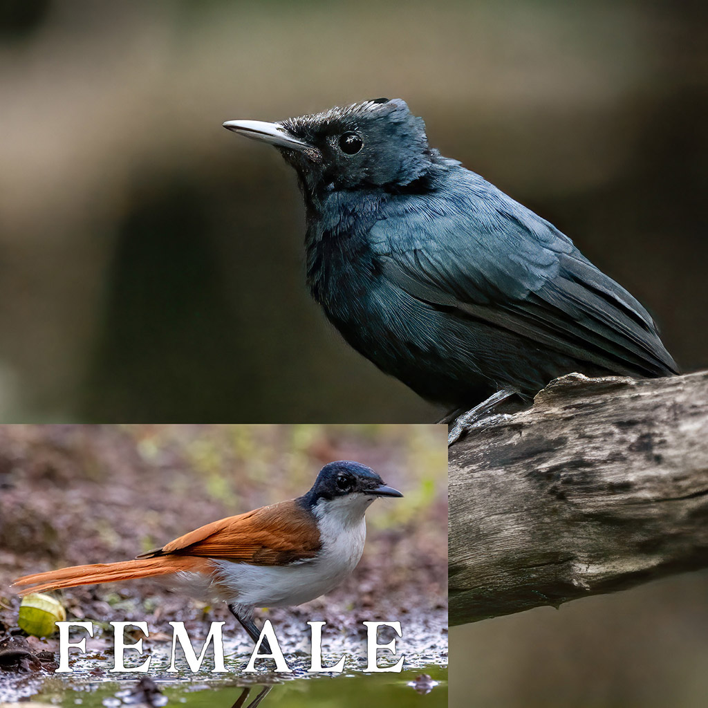 Shining Flycatcher