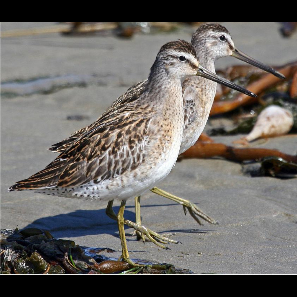 Short-billed Dowitcher