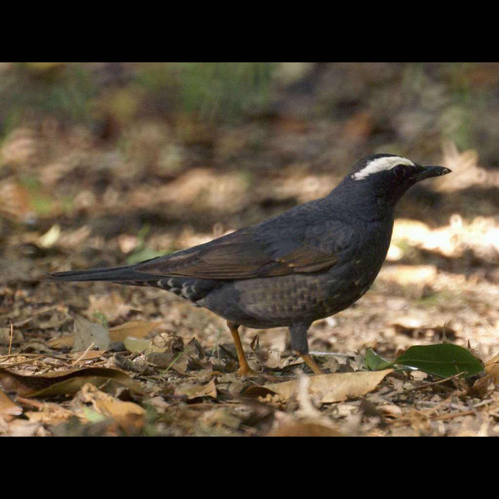 Siberian Thrush