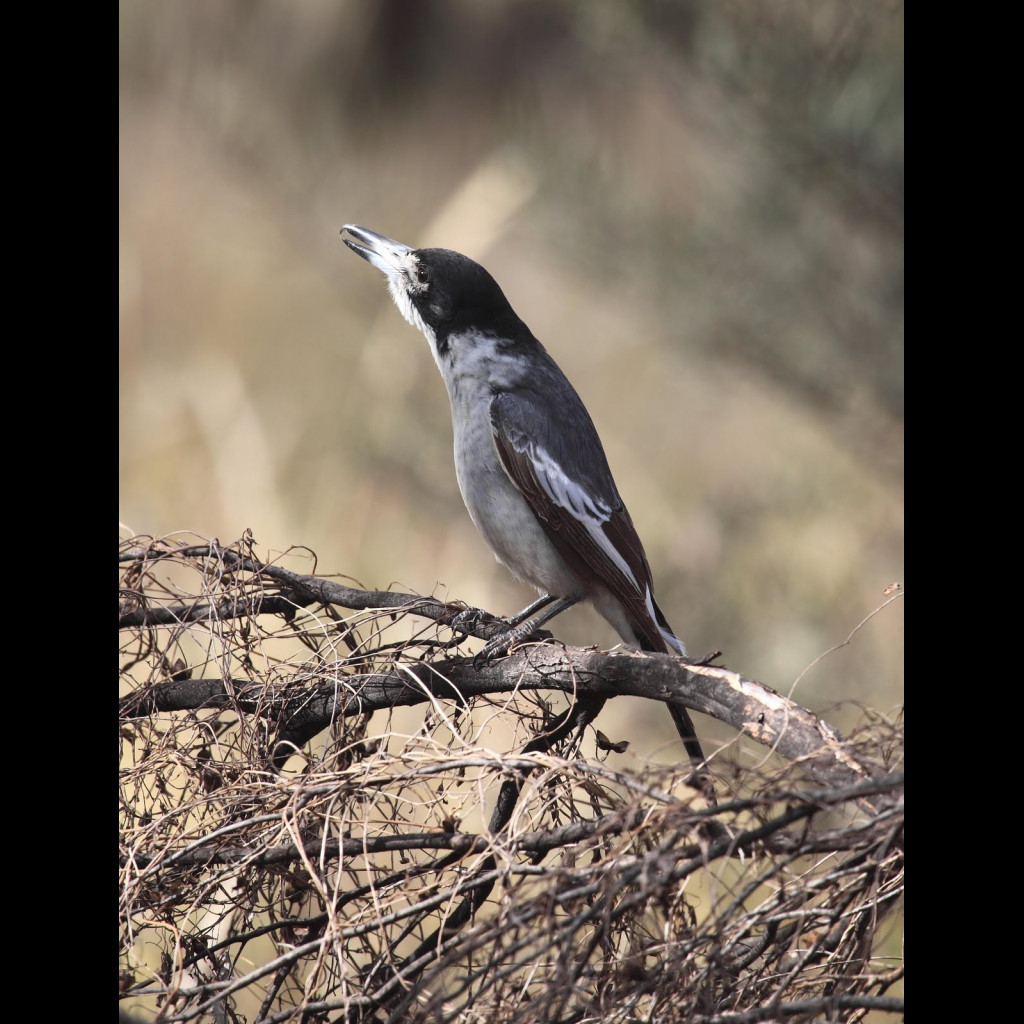 Silver-backed Butcherbird