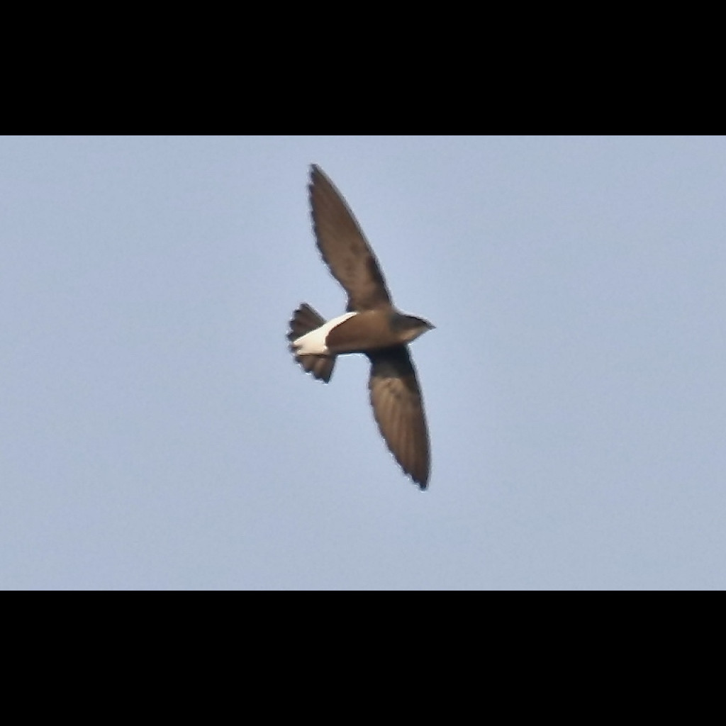 Silver-backed Needletail