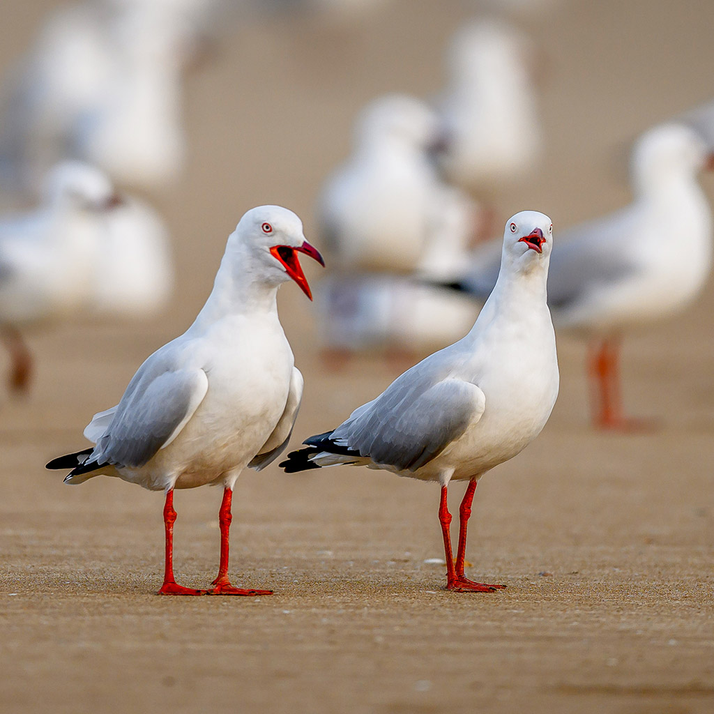 Silver Gull