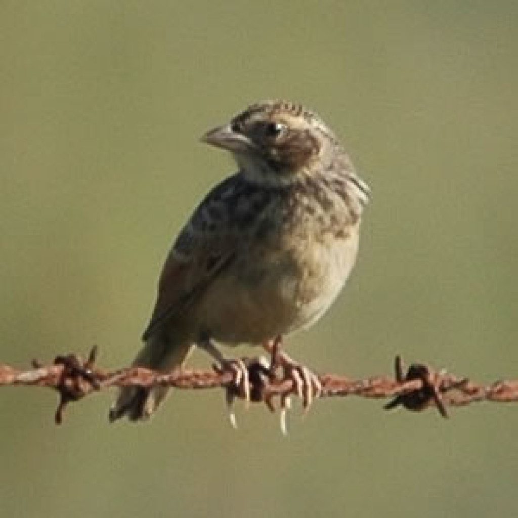 Singing Bushlark