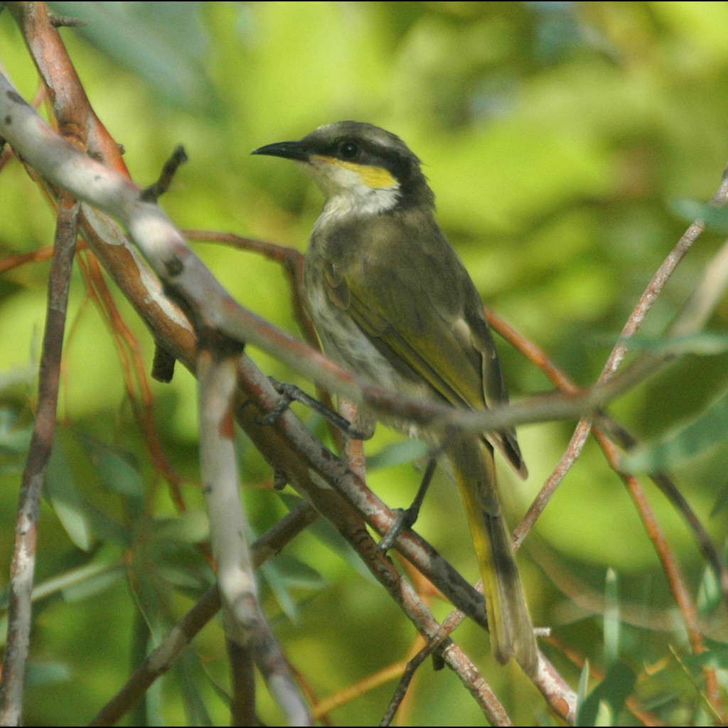 Singing Honeyeater