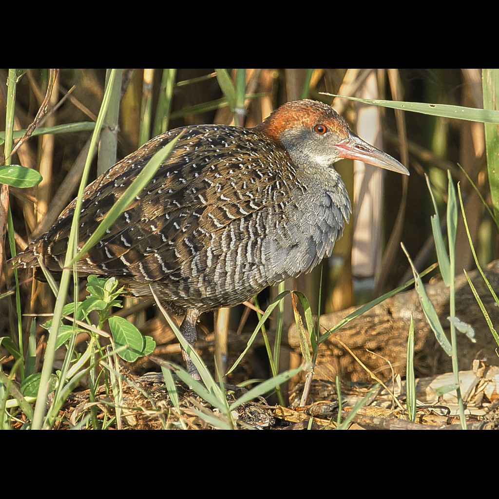 Slaty-breasted Rail