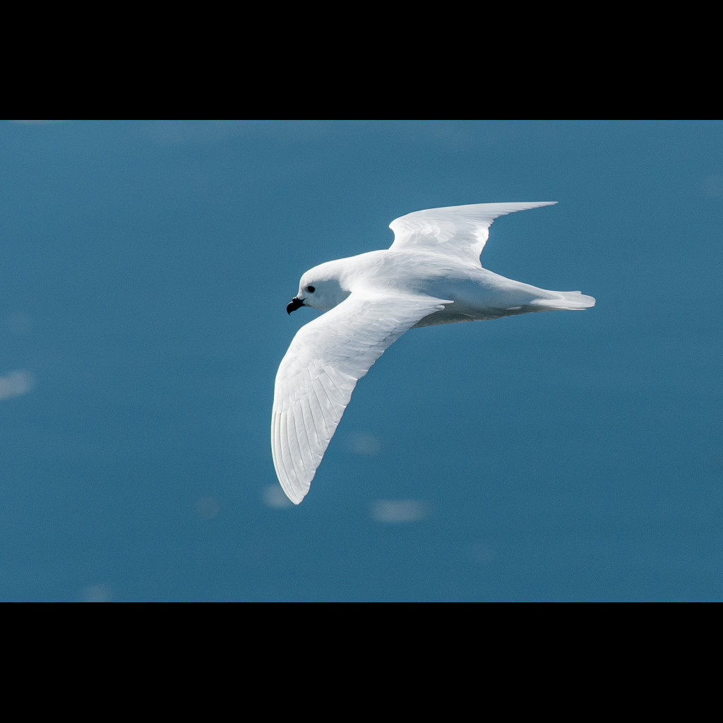 Snow Petrel