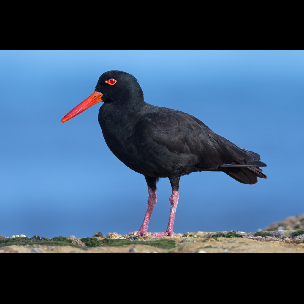 Sooty Oystercatcher