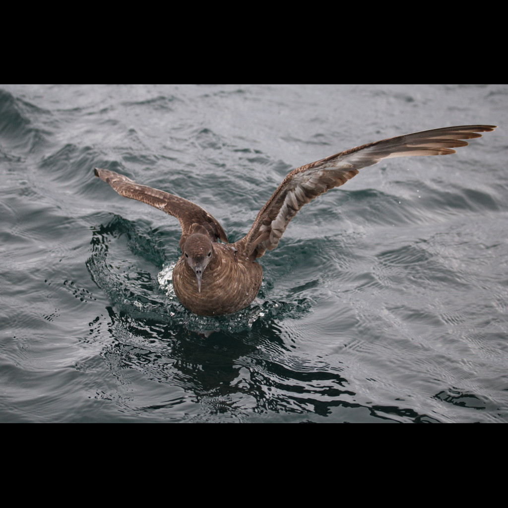 Sooty Shearwater