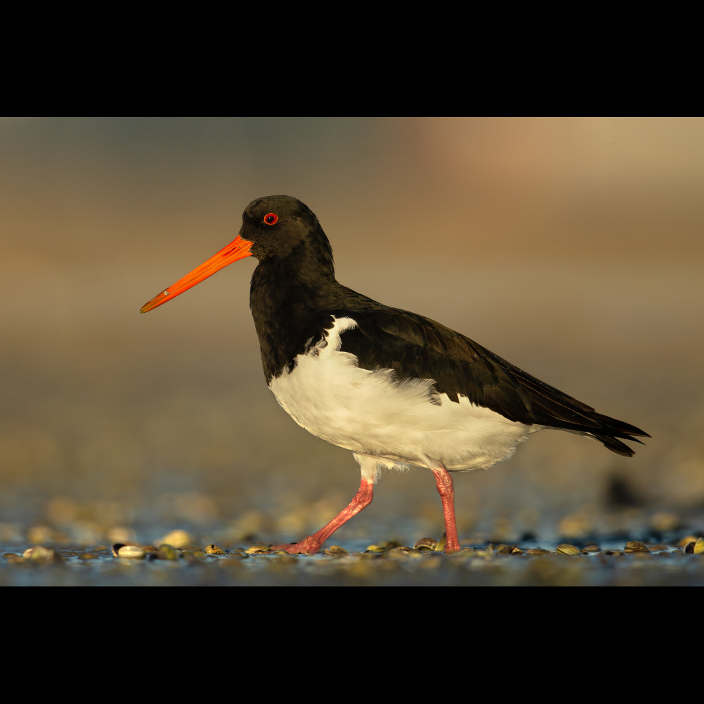 South Island Pied Oystercatcher
