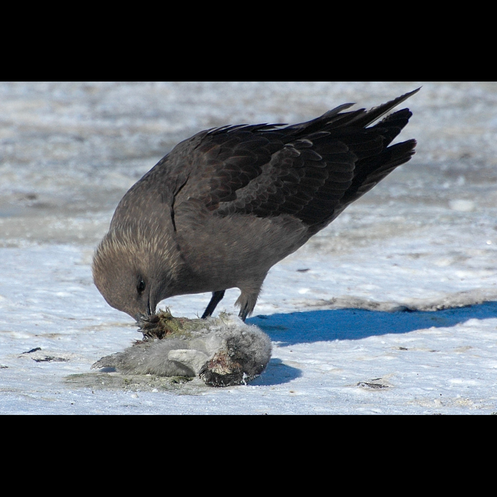 South Polar Skua