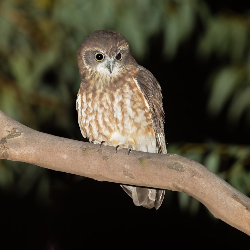 Southern Boobook