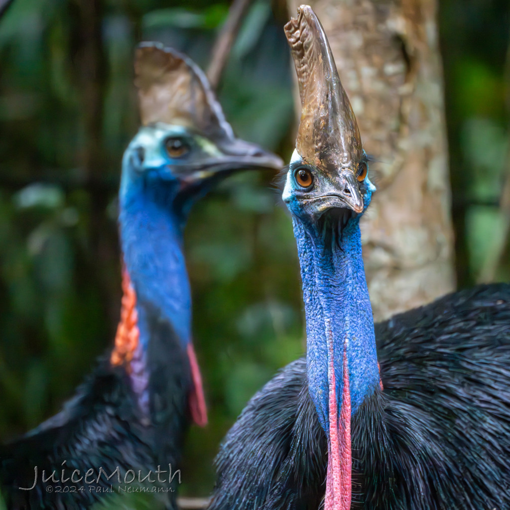 Southern Cassowary