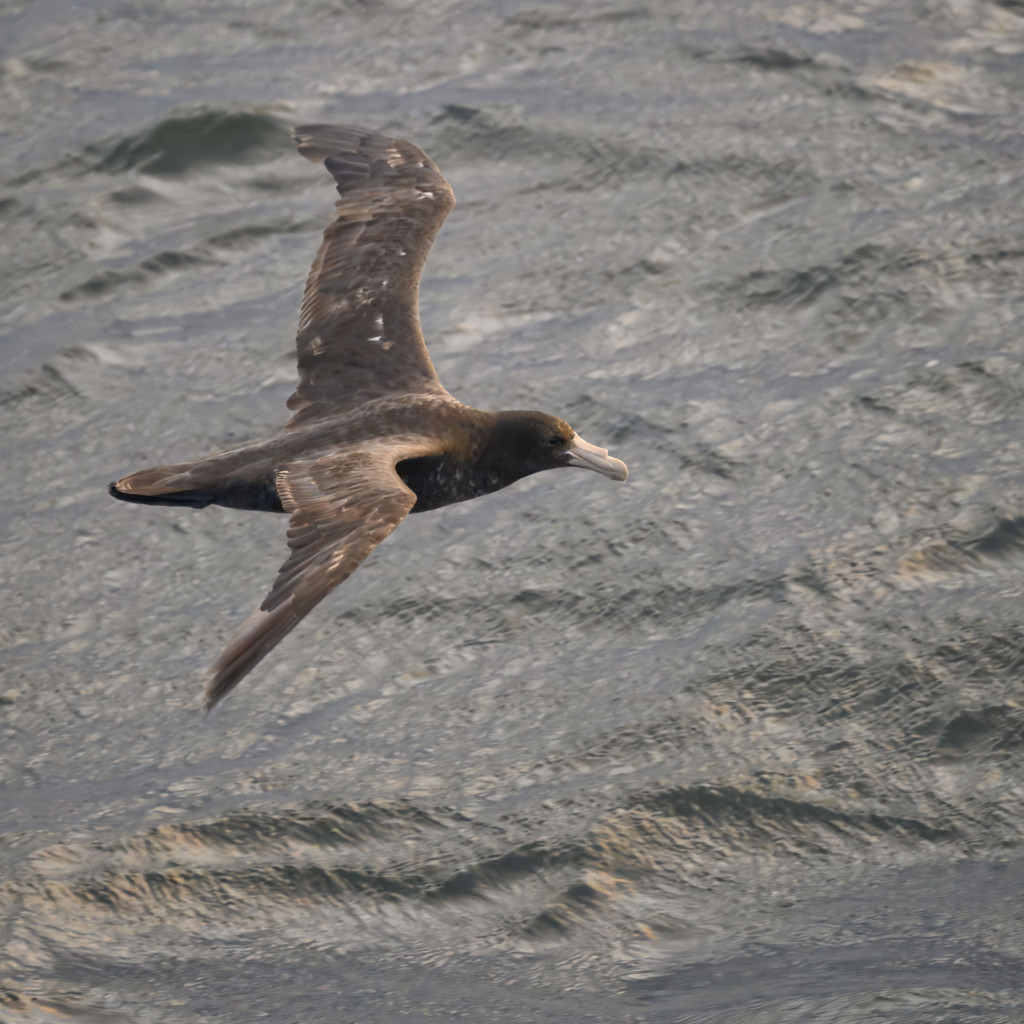 Southern Giant-Petrel