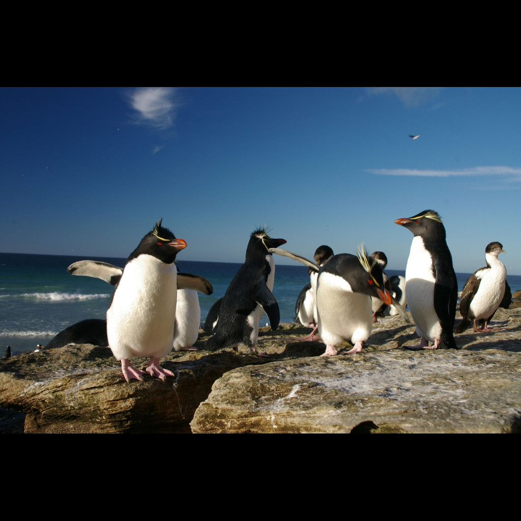 Southern Rockhopper Penguin