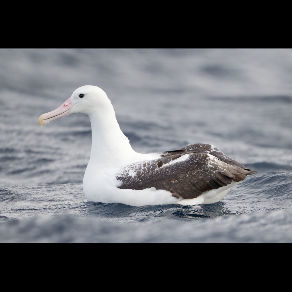 Southern Royal Albatross