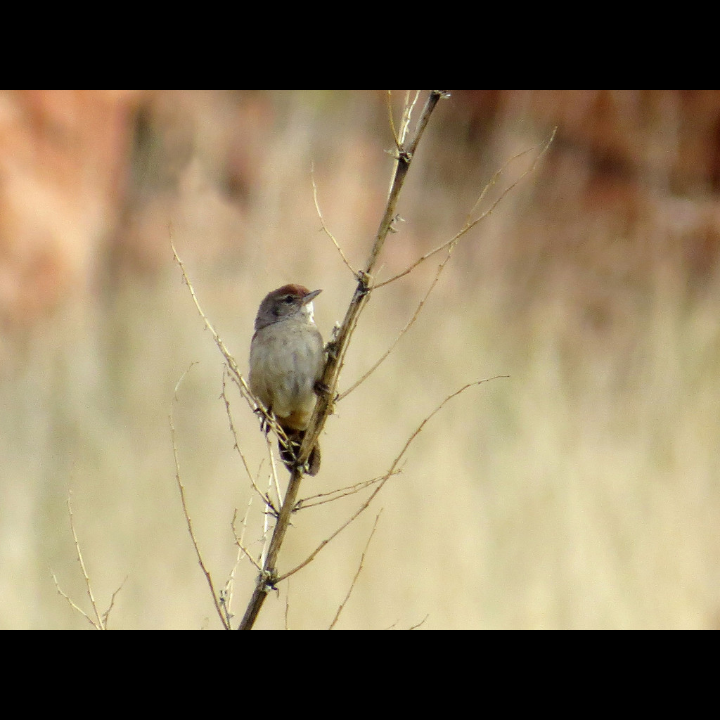 Spinifexbird