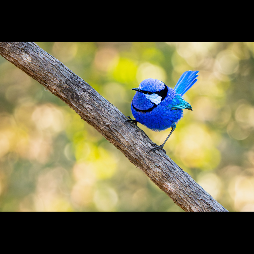 Splendid Fairy-wren