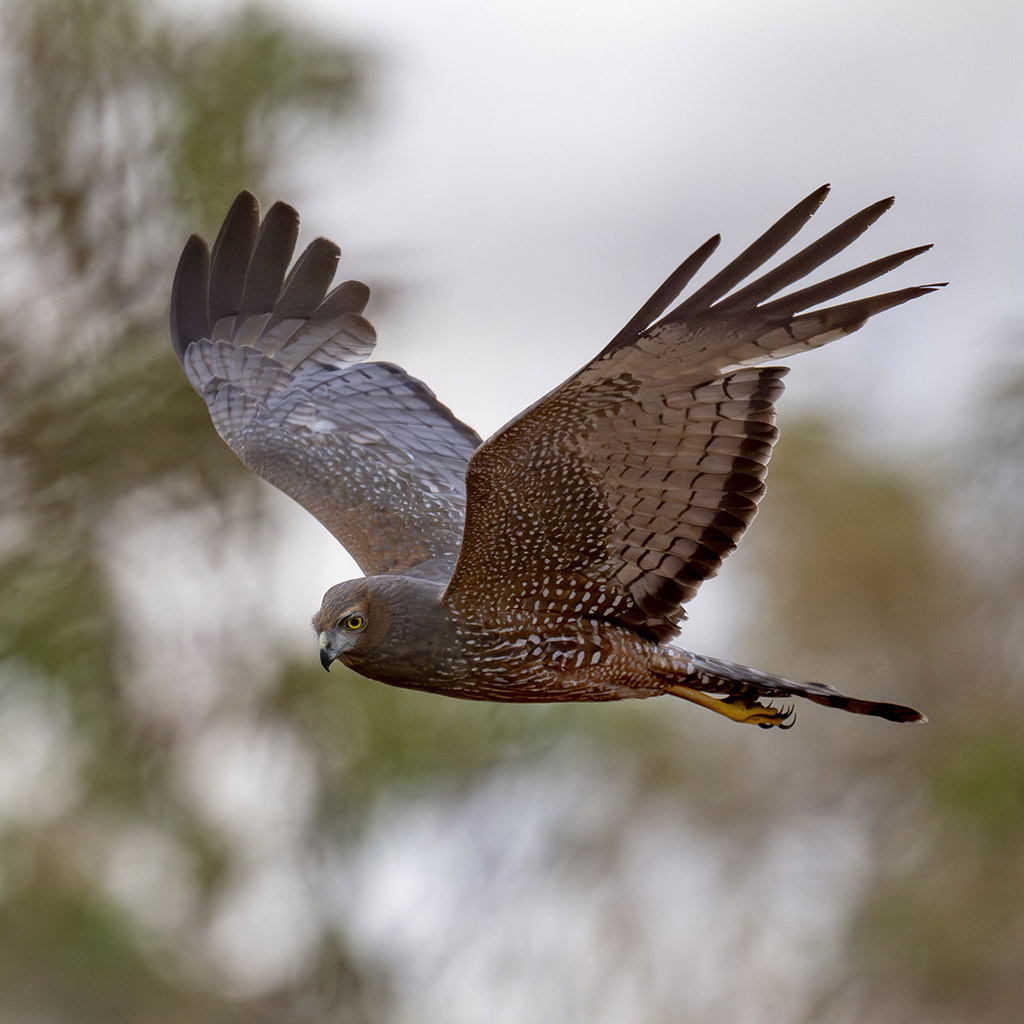 Spotted Harrier