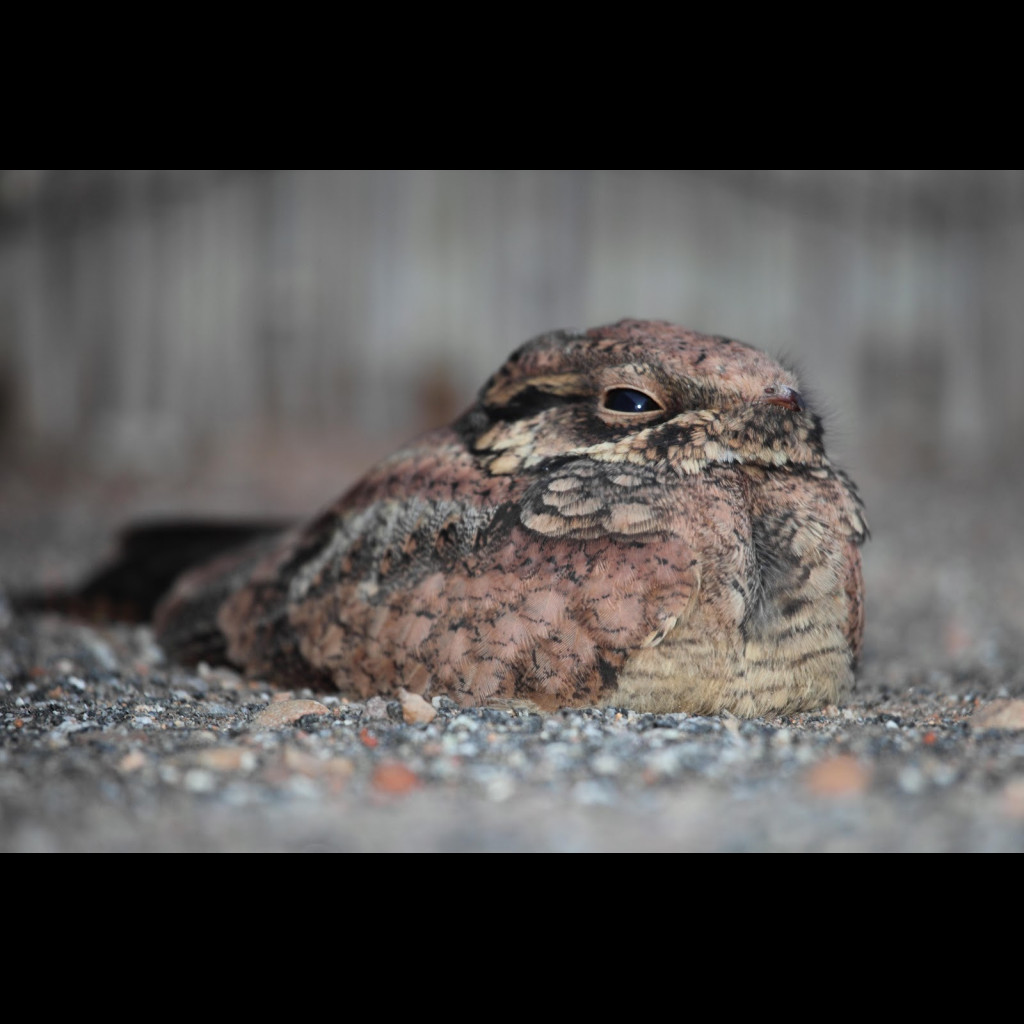 Spotted Nightjar