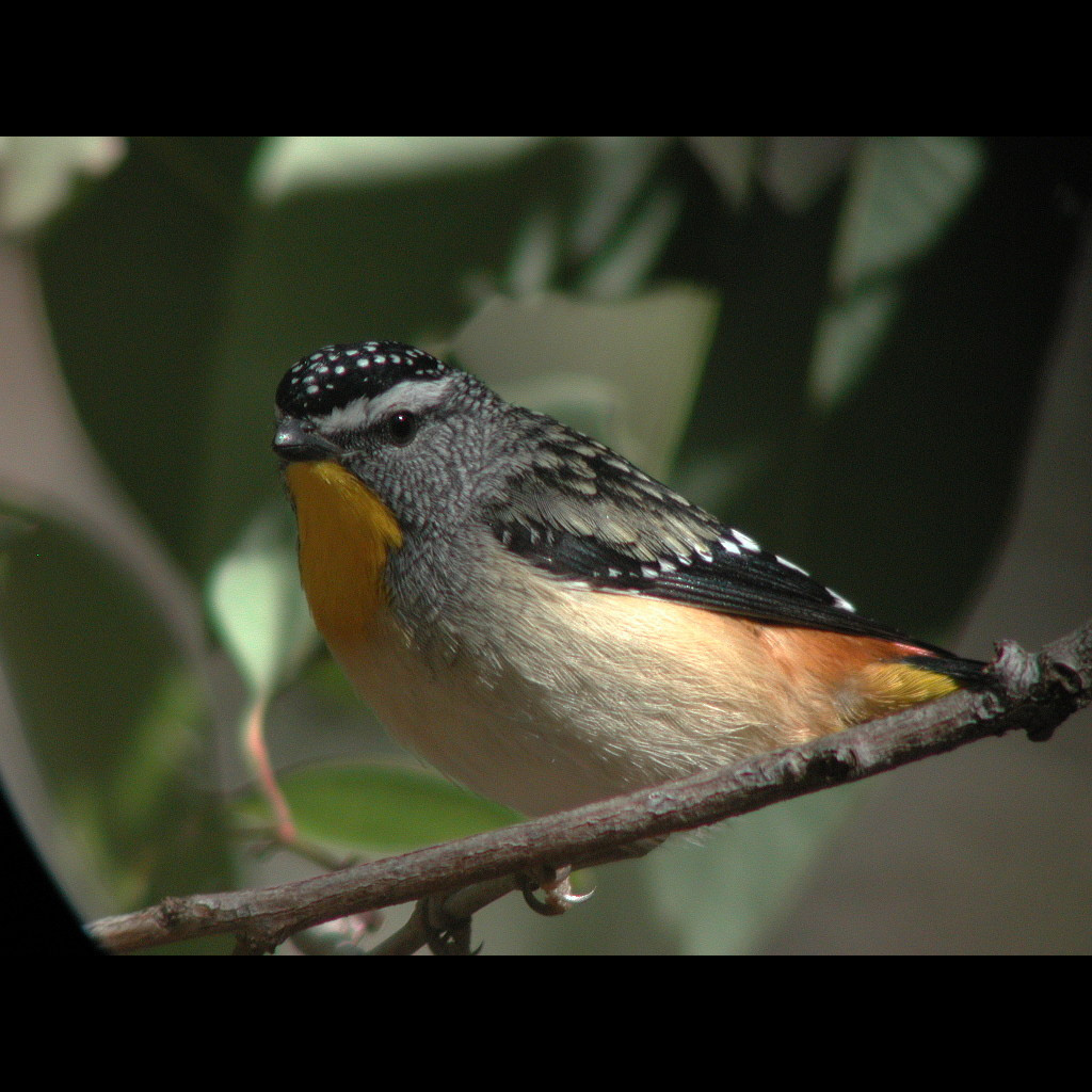 Spotted Pardalote