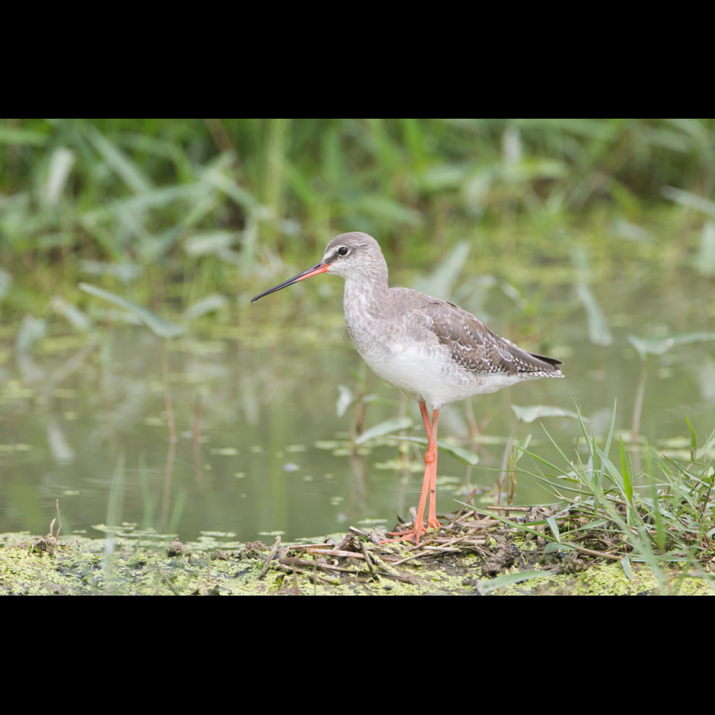 Spotted Redshank