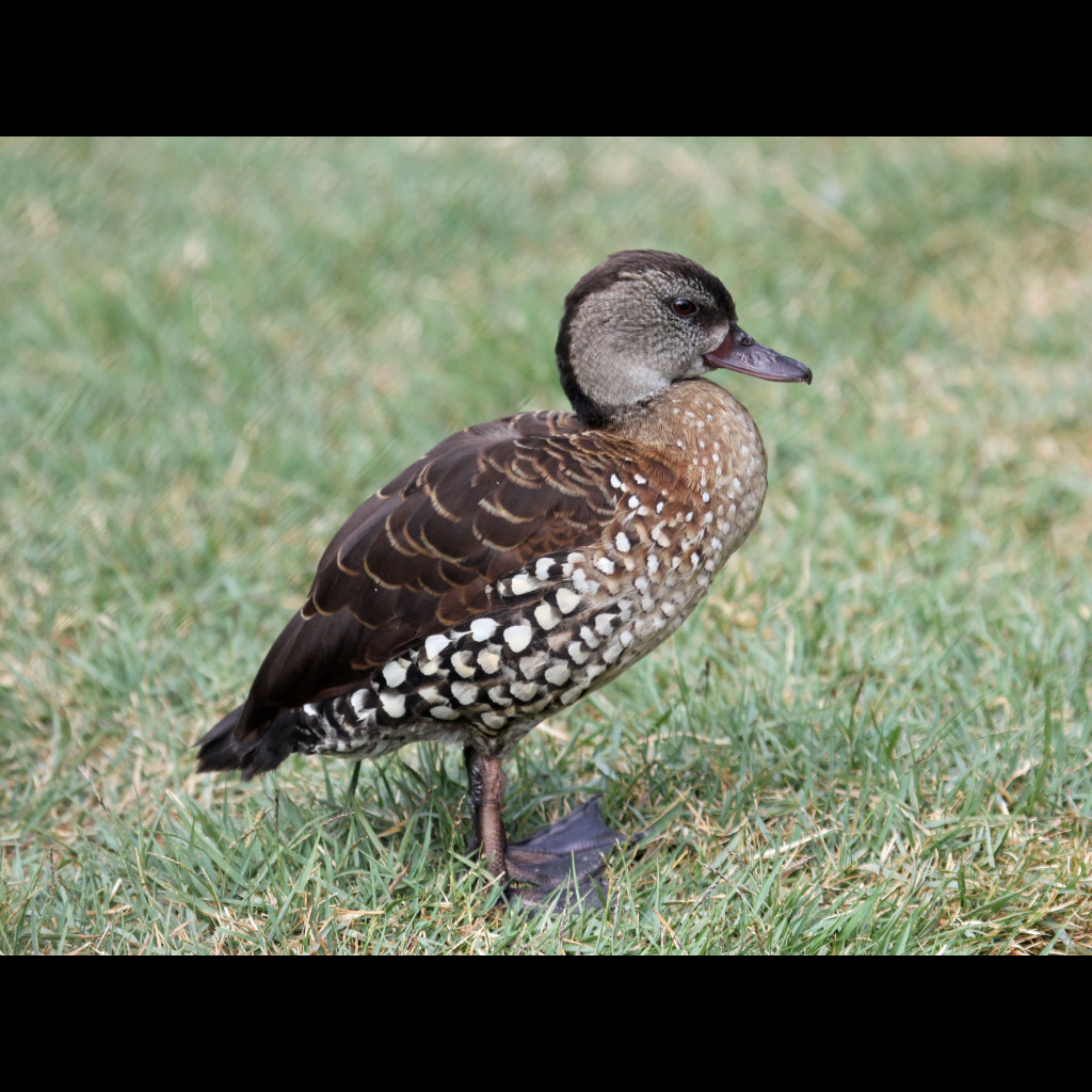 Spotted Whistling-Duck