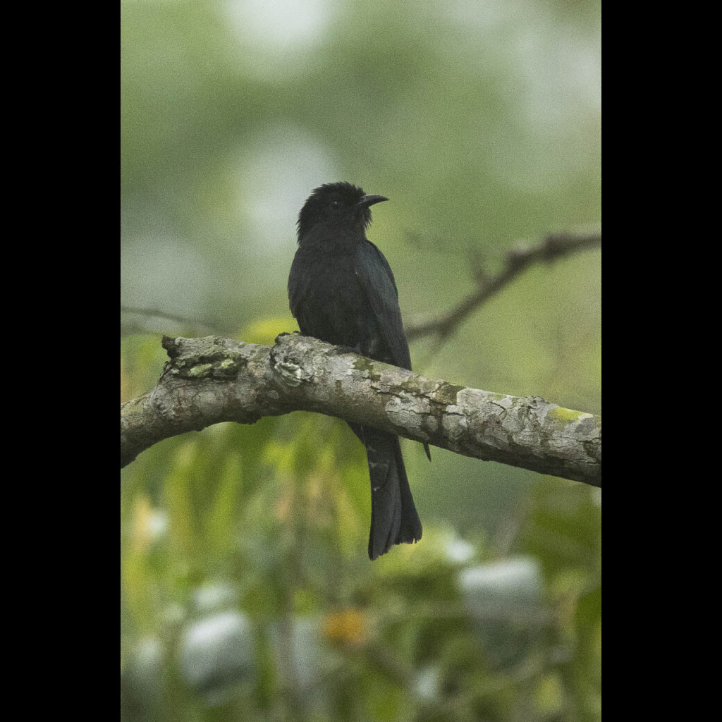 Square-tailed Drongo-cuckoo