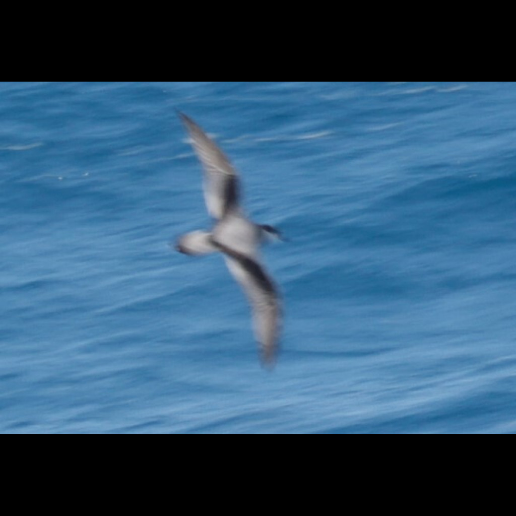 Stejneger's Petrel