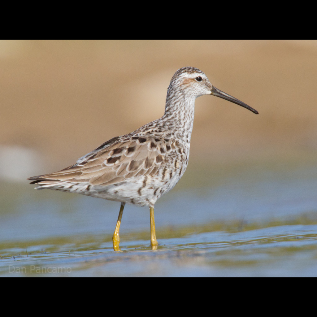 Stilt Sandpiper
