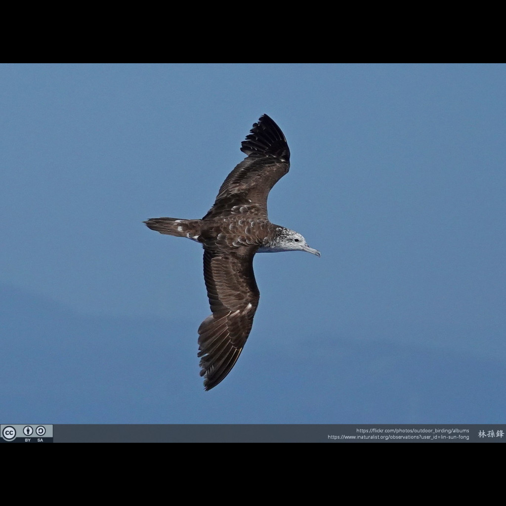 Streaked Shearwater