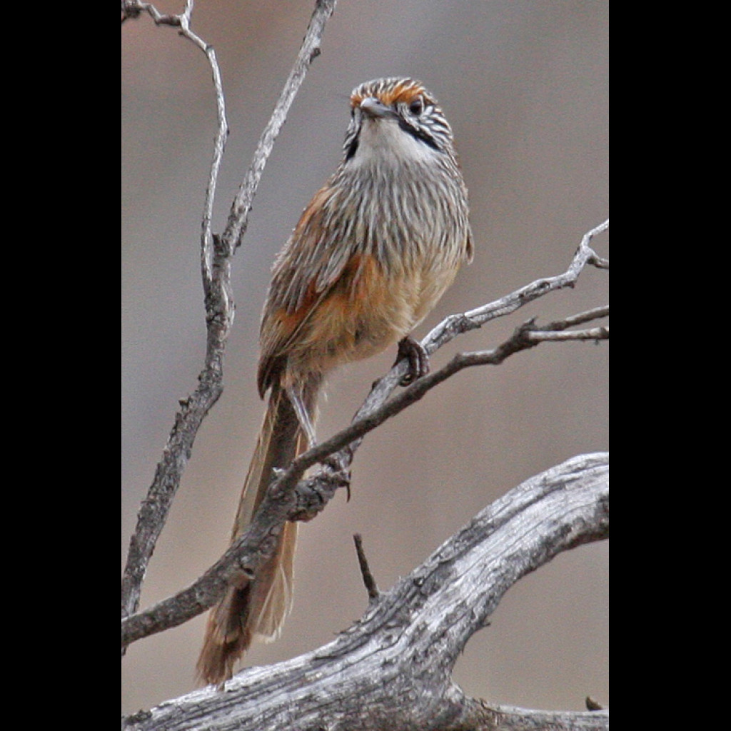 Striated Grasswren
