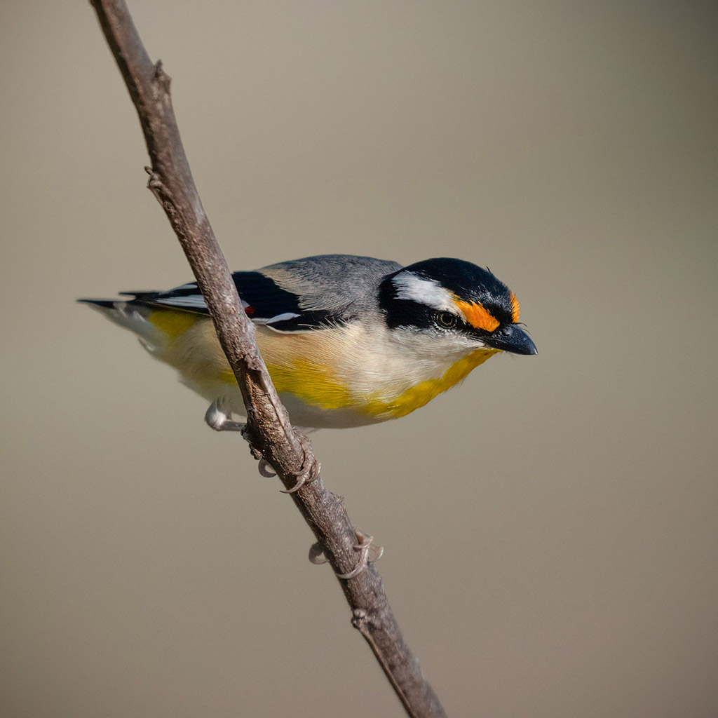 Striated Pardalote
