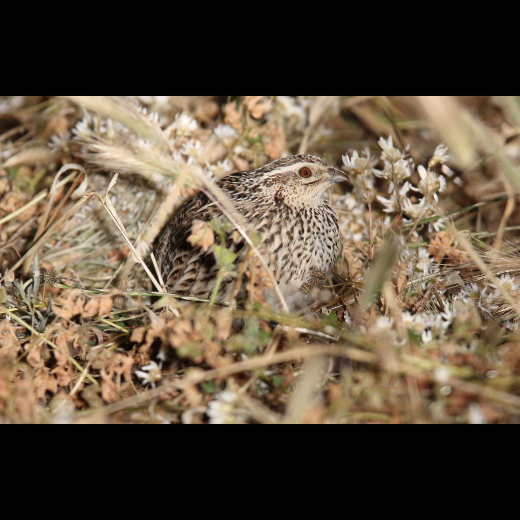 Stubble Quail