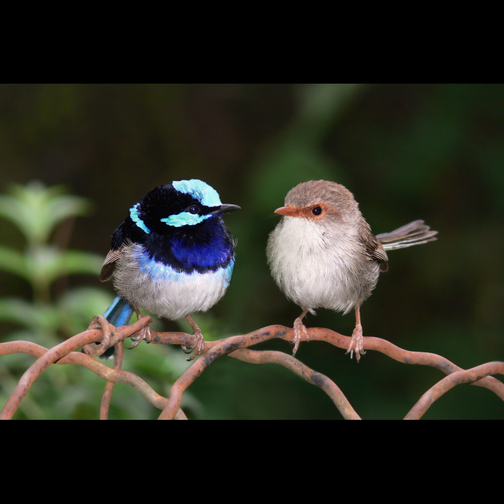 Superb Fairy-wren