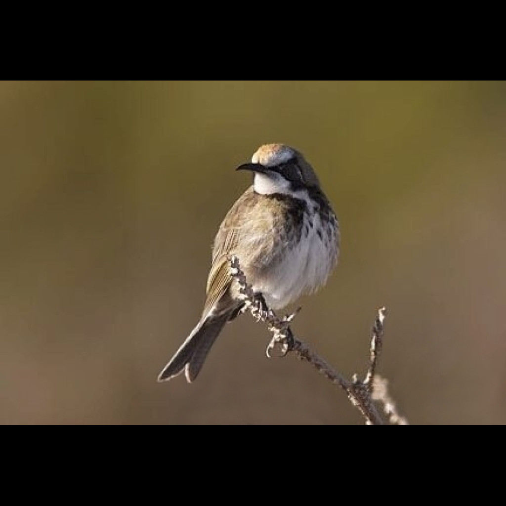 Tawny-crowned Honeyeater