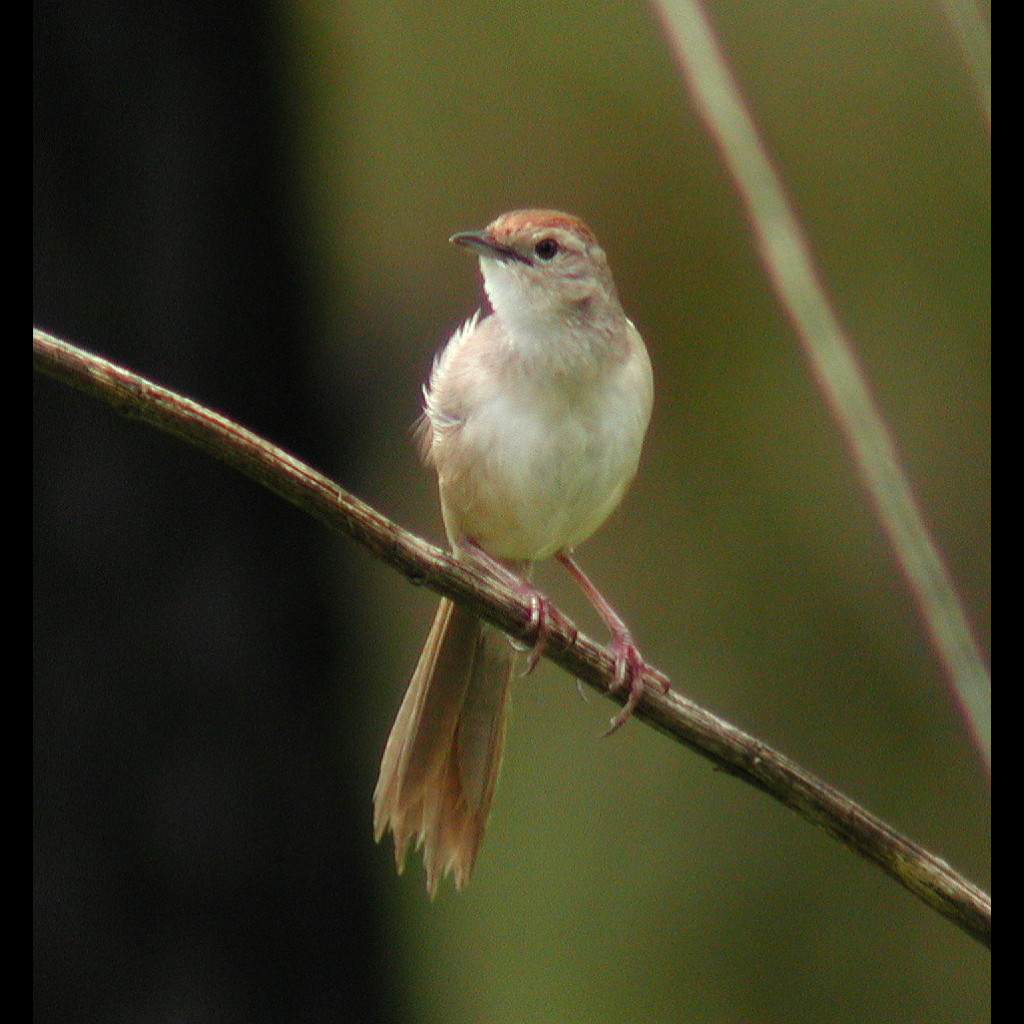 Tawny Grassbird