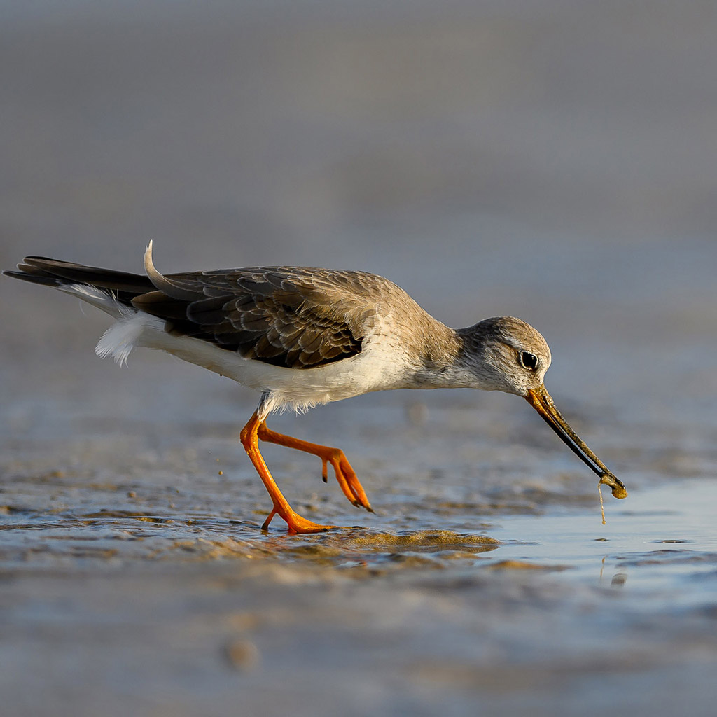 Terek Sandpiper