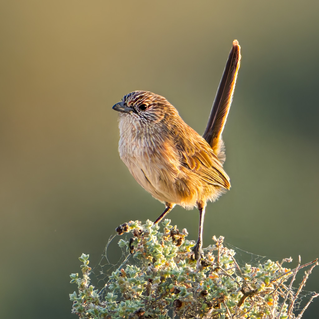 Thick-billed Grasswren