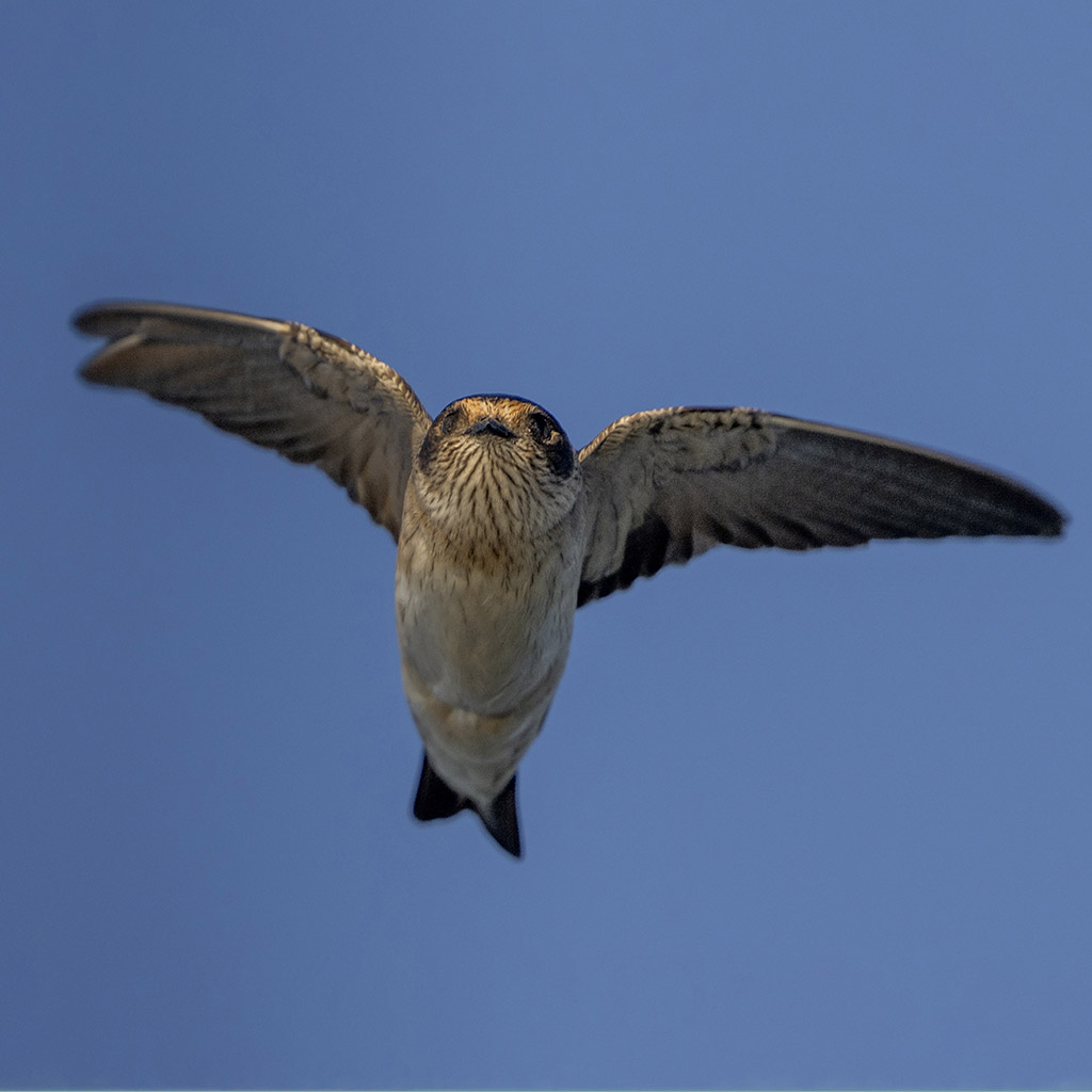 Tree Martin