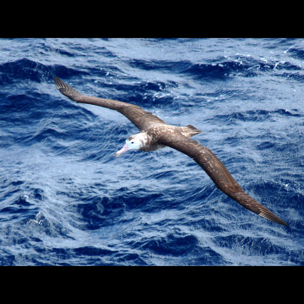Tristan Albatross